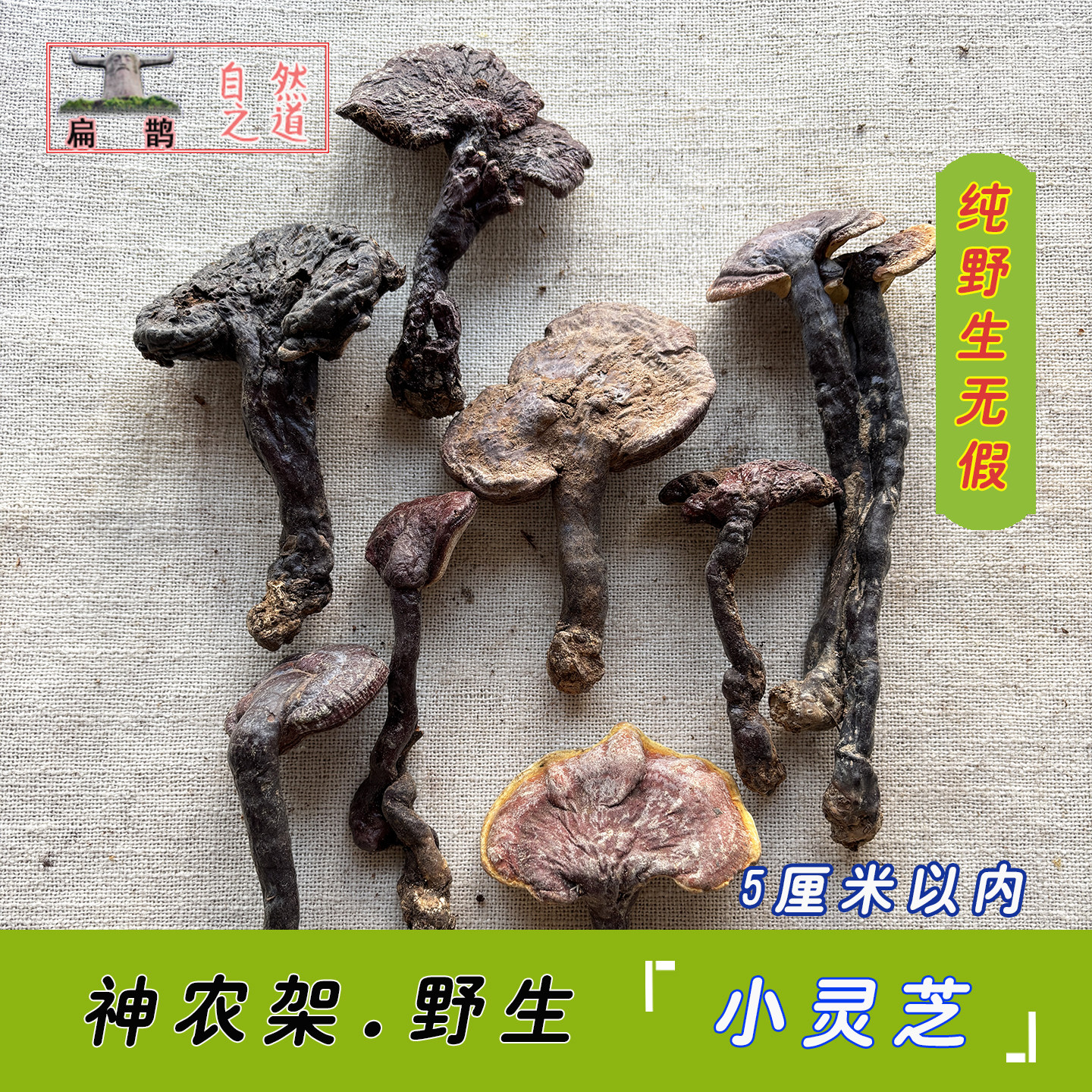 神农架高山 野生赤灵芝菌 无假整支小灵芝非紫黑有虫眼100克 包邮