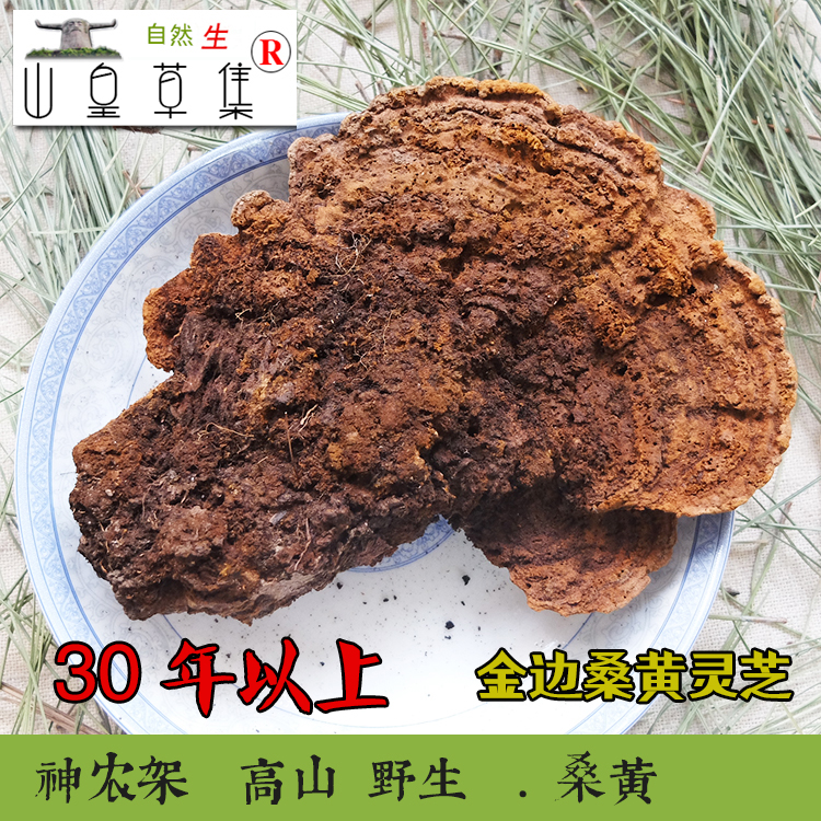 神农架 30年野生桑黄 桑寄生桑臣菰菇灵芝50克桑树生长有虫眼包邮
