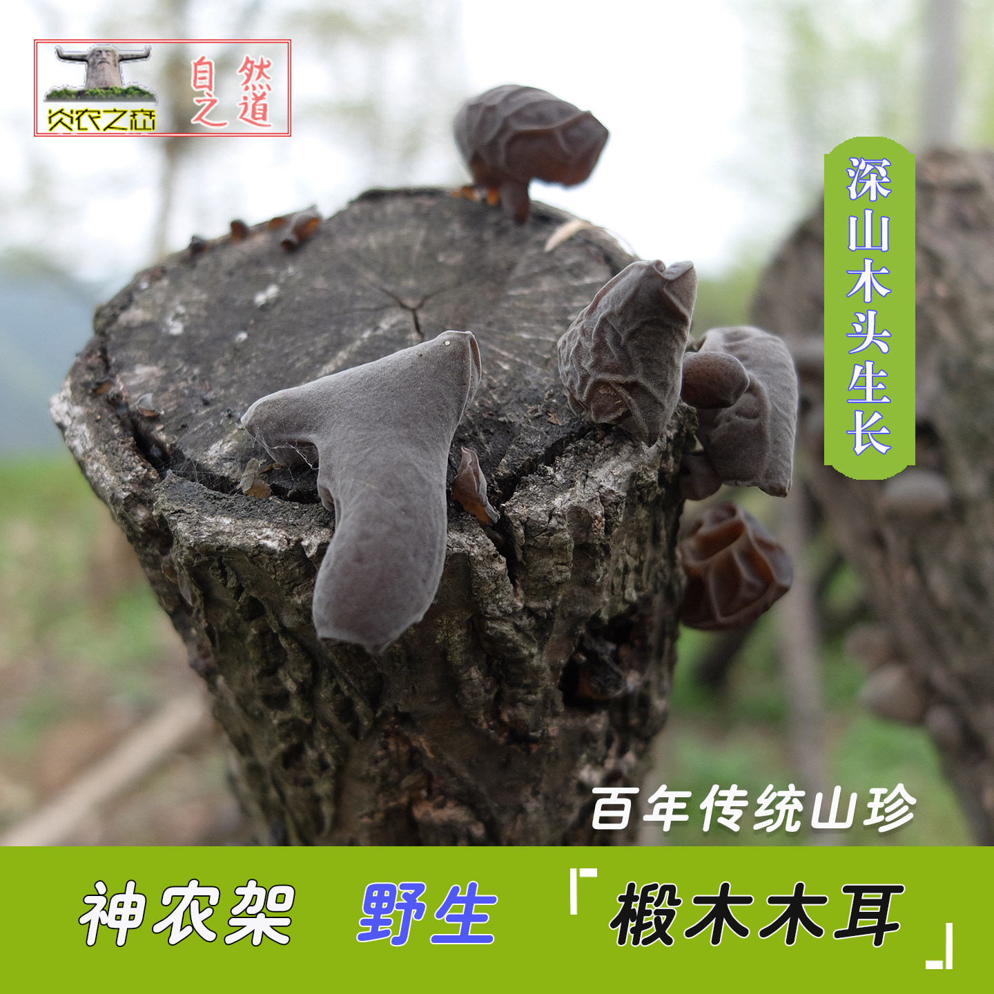 炎农之恋 神农架深山房县 野生椴木黑木耳干货小木耳湖北特产新货