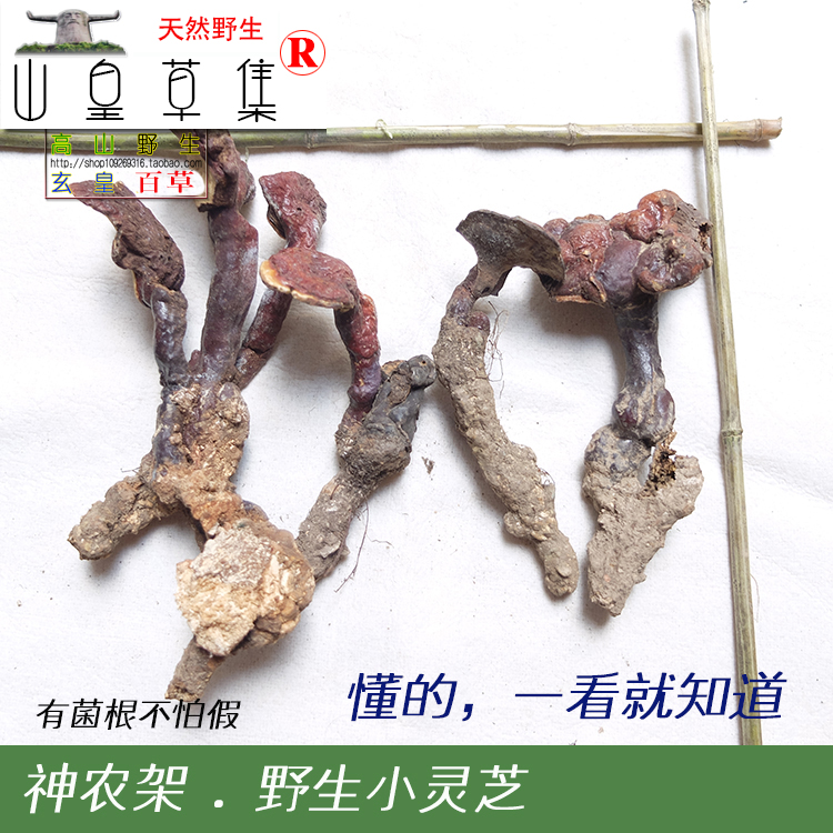 神农架高山 野生赤灵芝菌 无假整支小灵芝非紫黑有虫眼100克 包邮