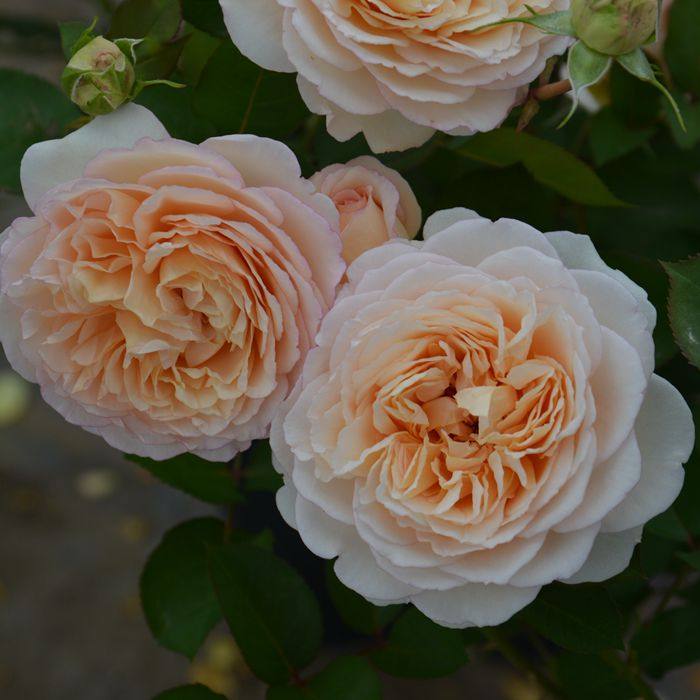 木村卓功授权 本色根接小苗 杏色切花直立老园丁庭院月季盆栽花卉,鲜花速递/花卉仿真/绿植园艺,月季/蔷薇/玫瑰,淘宝优惠券,粉丝福利购,淘宝优惠卷