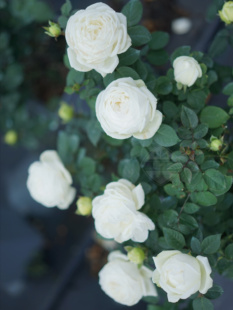 婚礼之路切花月季小苗直立粗壮白色大包子老园丁庭院盆栽花卉