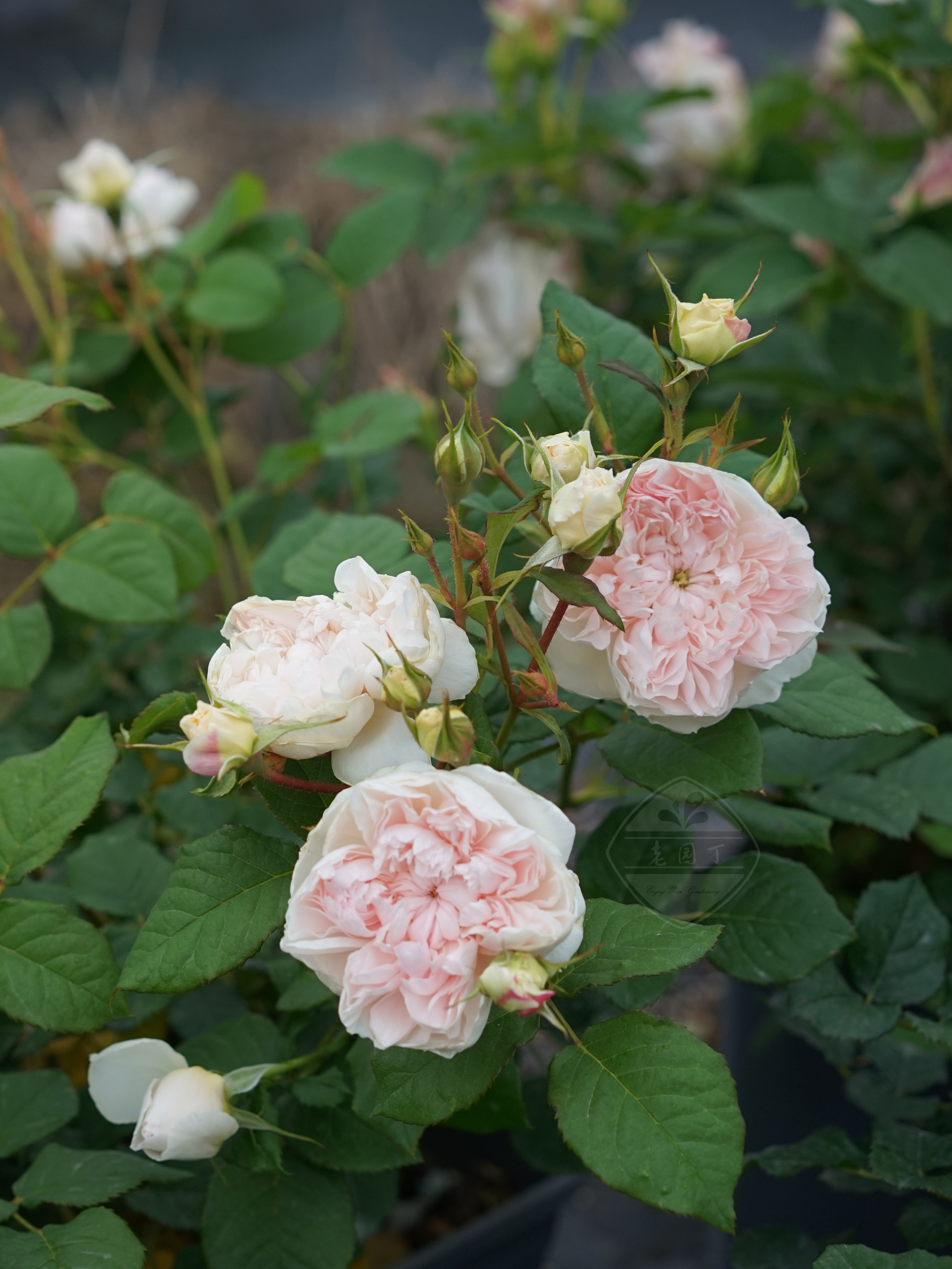 木村卓功授权 精灵女王 白色强香紧凑抗病老园丁庭院月季盆栽花卉,鲜花速递/花卉仿真/绿植园艺,月季/蔷薇/玫瑰,淘宝优惠券,粉丝福利购,淘宝优惠卷