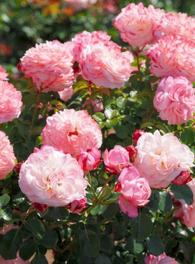 彩笔浪漫巴黎街景粉色重瓣绝代佳人红色绝代佳人老园丁庭院盆栽