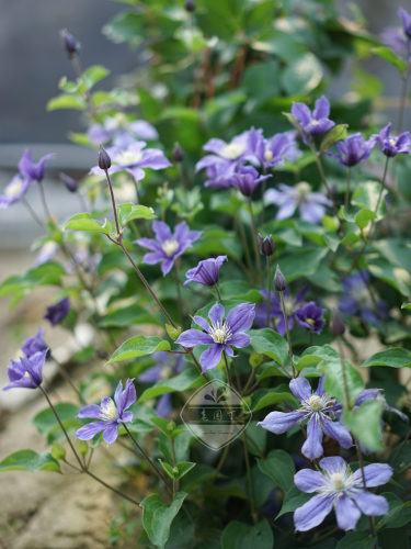 攀爬藤本花卉花园铁线莲老园丁