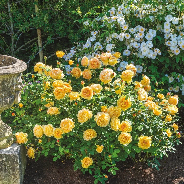 老园丁奥斯汀藤本月季花园植物