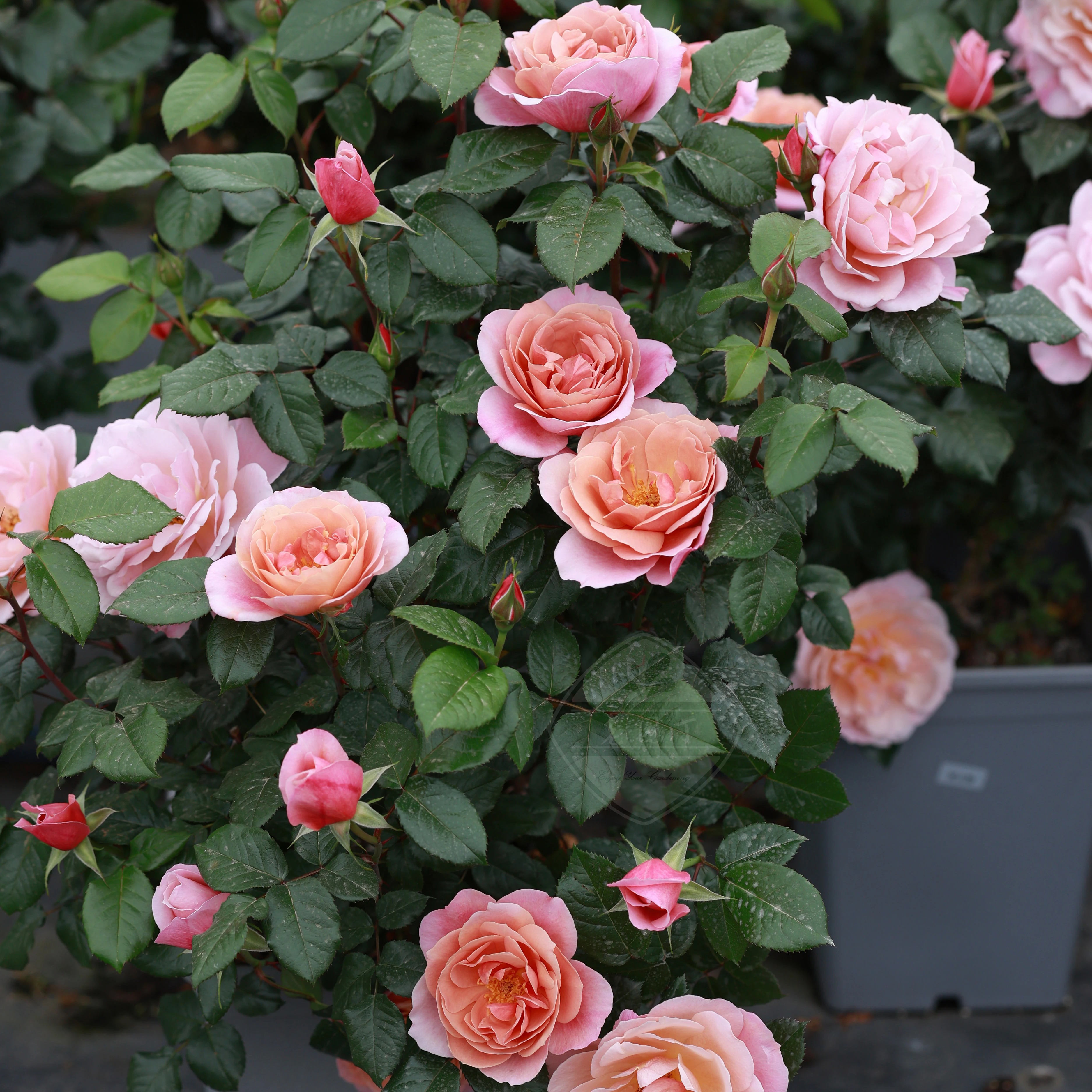 德伯家的苔丝巴黎街景艺术家杰夫黄金城堡扦插中苗老园丁庭院盆栽