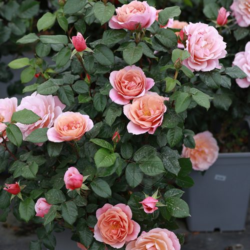 灌木中苗泡芙庄园花宫娜安索菲比克橙色未来永恒老园丁庭院月季