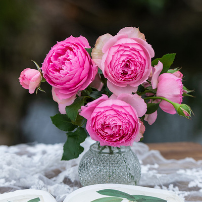 天狼月季授权莲舟小苗粉色重瓣包子美人尖耐热老园丁庭院月季盆栽