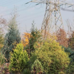 常绿针叶树小苗蓝湖柏皮球柏火云刺柏北美香柏老园丁庭院植物