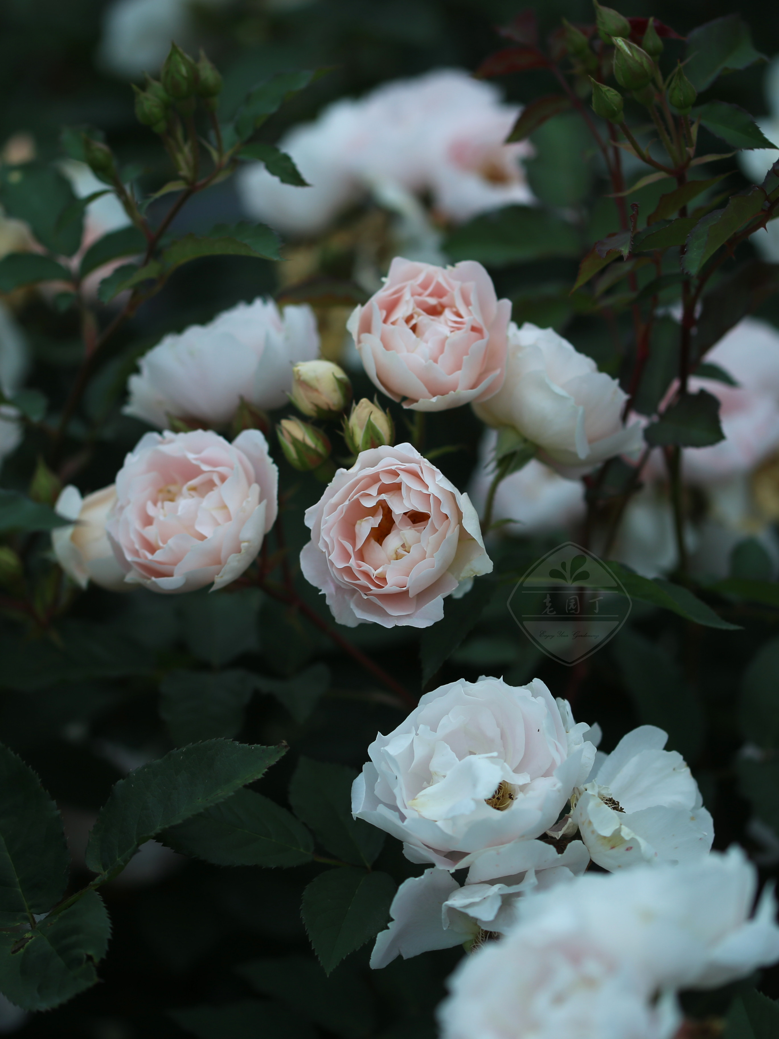 木村卓功授权 微风 杏色灌木高大丰花直立老园丁庭院月季盆栽花卉,鲜花速递/花卉仿真/绿植园艺,月季/蔷薇/玫瑰,淘宝优惠券,粉丝福利购,淘宝优惠卷