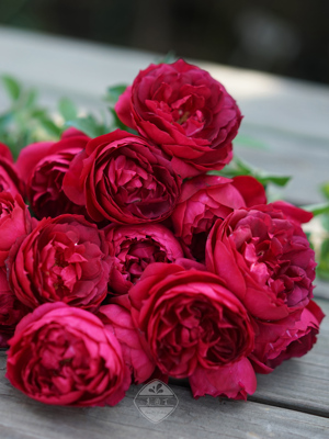 秋日胭脂深红强香大花枝条细长易垂头灌木月季老园丁庭院盆栽花卉