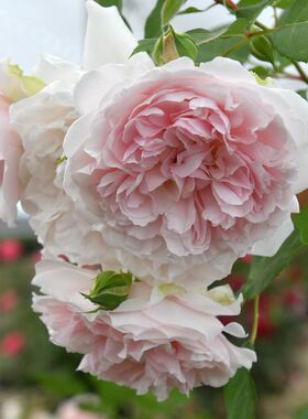 木村卓功授权 天堂制造根接小苗 粉色藤本老园丁庭院月季盆栽花卉