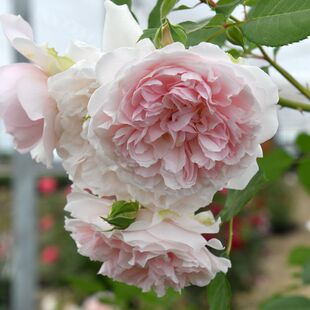 木村卓功授权 天堂制造根接小苗 粉色藤本老园丁庭院月季盆栽花卉