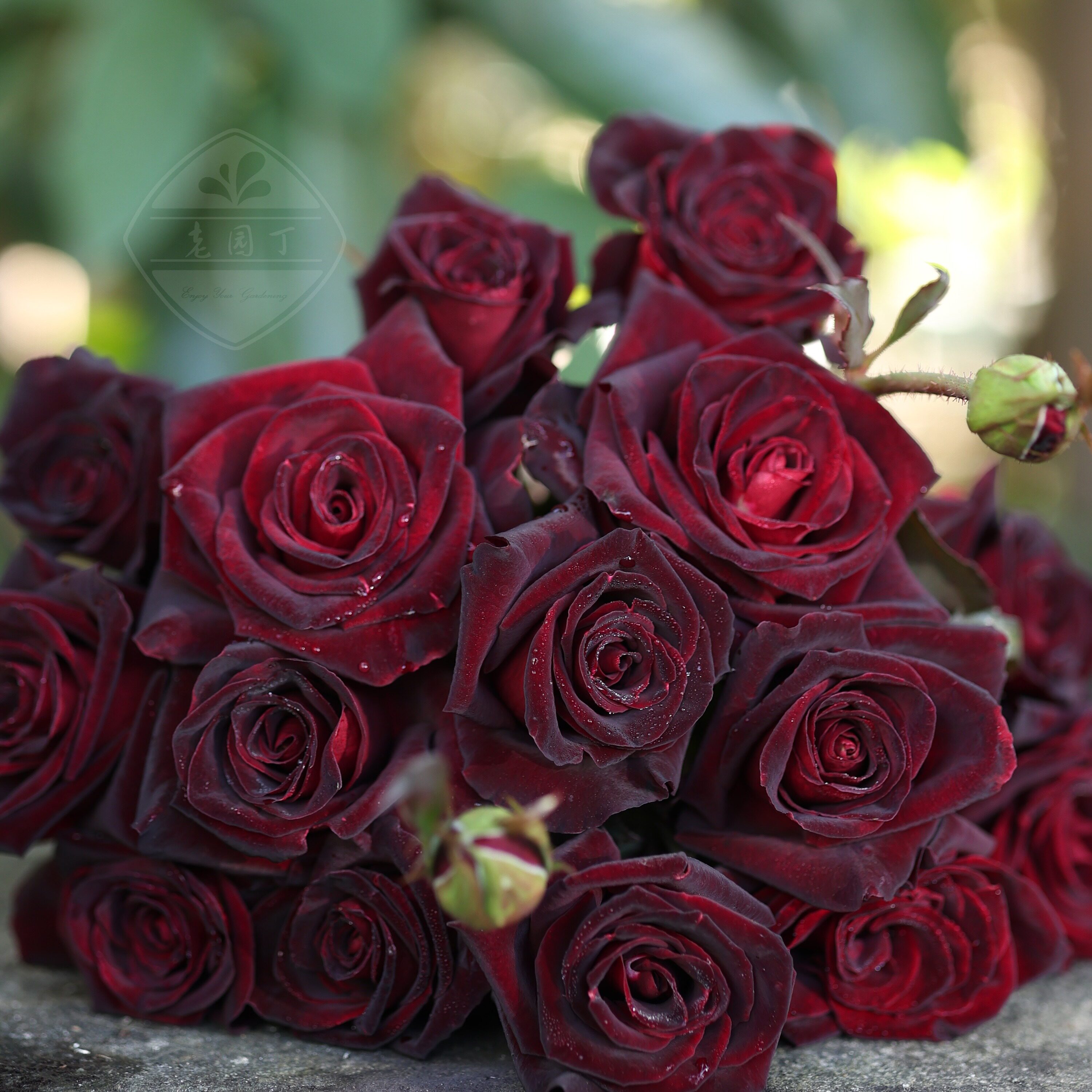 ��԰���л��¼��ڰͿ�Ǥ�塾�ڰͿˡ�6L���� ����  48.14Ԫ