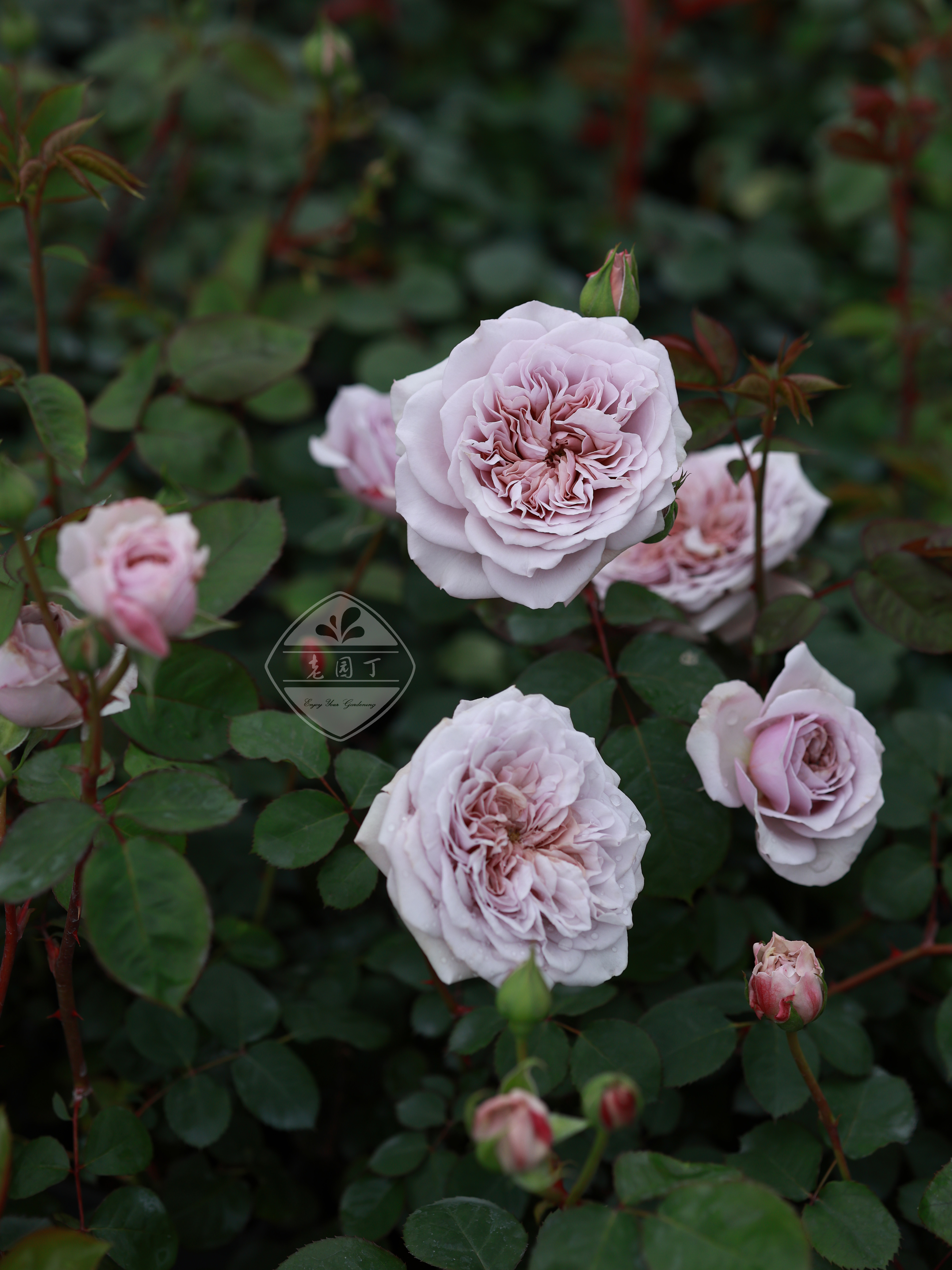 老园丁复古藤本攀爬花园月季盆栽