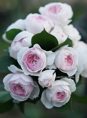 P11盆藤本月季 蓝色阴雨艾拉甜梦克里斯蒂娜粉达老园丁庭院盆栽