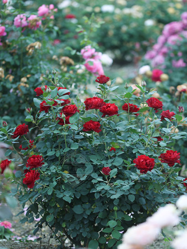 老园丁戴尔巴德月季花园盆栽莫奈