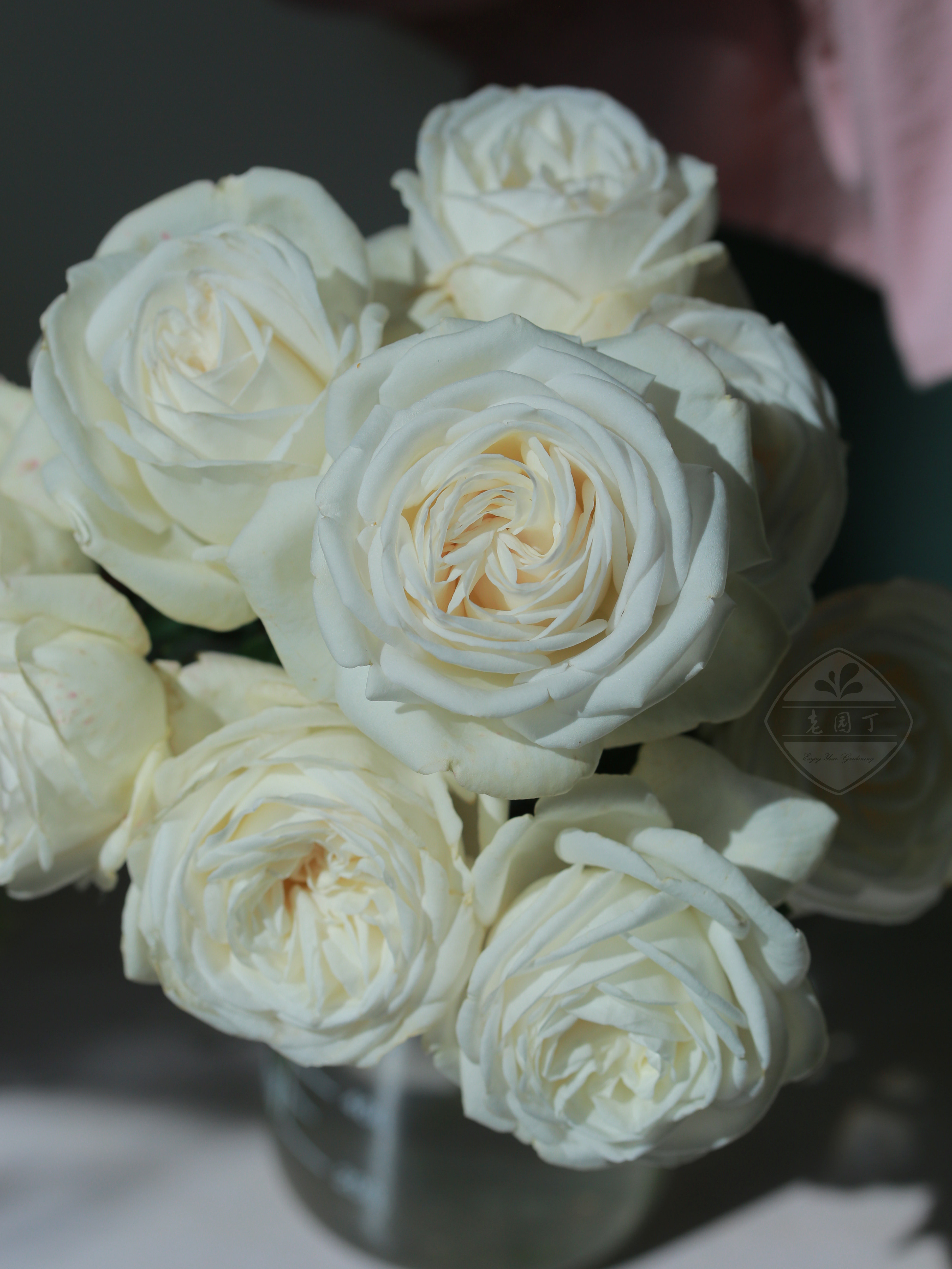 老园丁切花灌木月季花园庭院盆栽