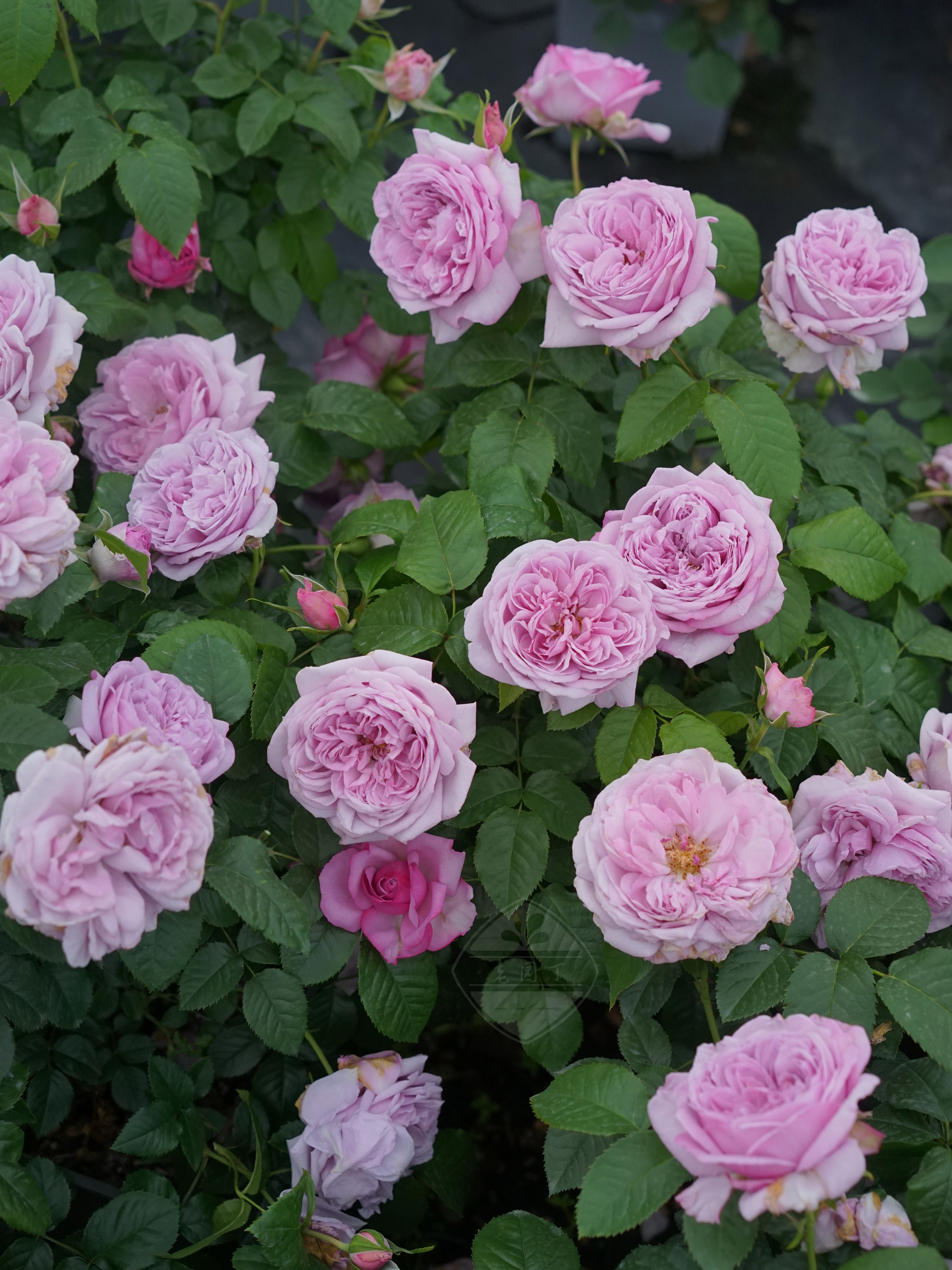 老园丁木村月季花园植物盆栽花卉