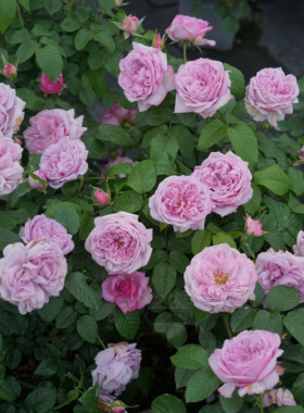 P11盆木村卓功授权 达芙妮青金石水果蓝色天空 老园丁庭院盆栽