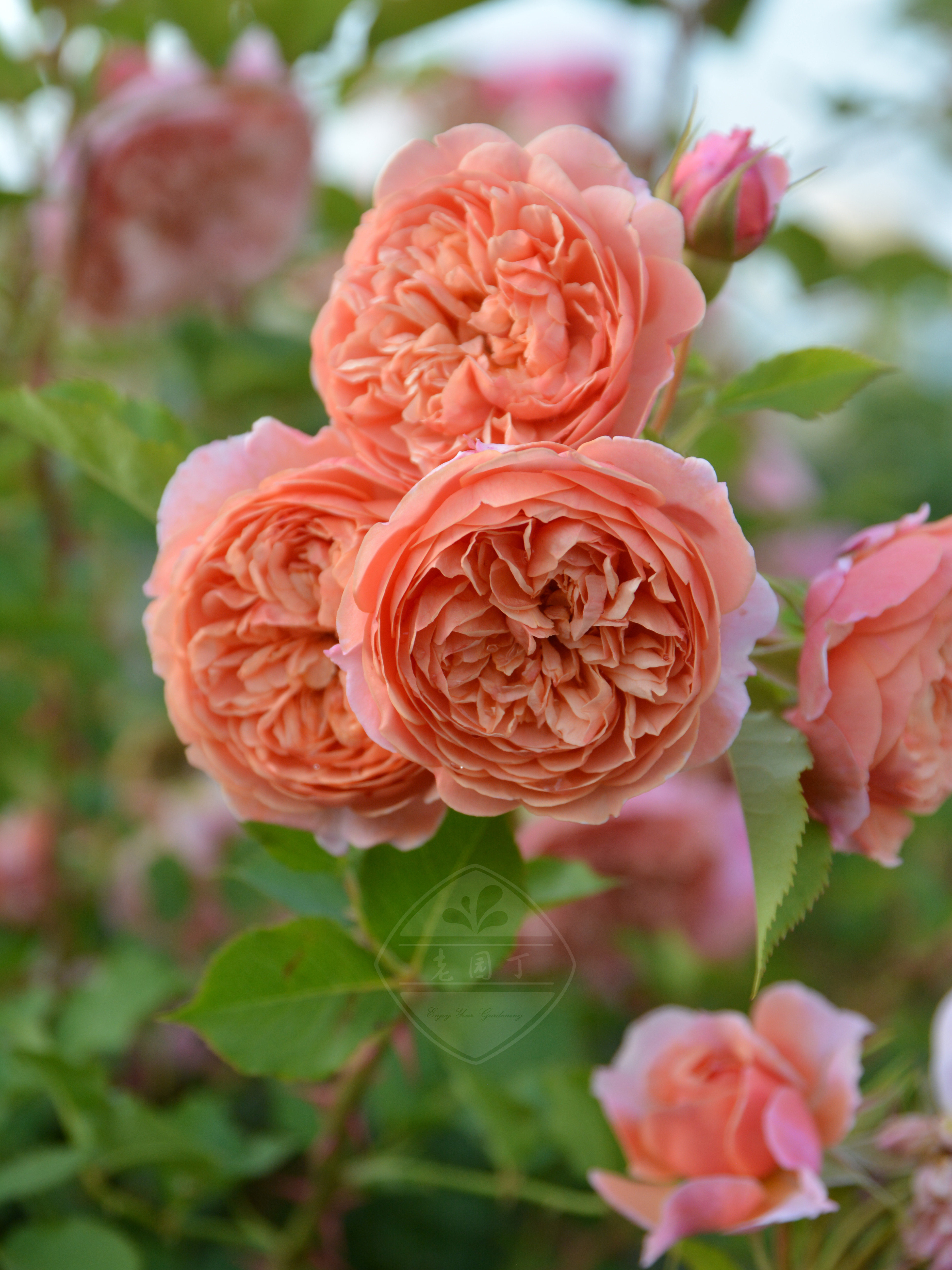 木村卓功授权 丝绸之路/丝路 橙色灌木 2023新品 老园丁月季盆栽,鲜花速递/花卉仿真/绿植园艺,月季/蔷薇/玫瑰,淘宝优惠券,粉丝福利购,淘宝优惠卷