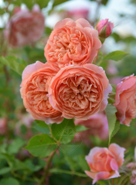 木村卓功授权 丝绸之路/丝路 橙色灌木 2023新品 老园丁月季盆栽