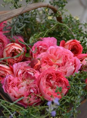 木村卓功授权 阿尔戈英雄橙色灌木月季老园丁月季盆栽花卉庭院