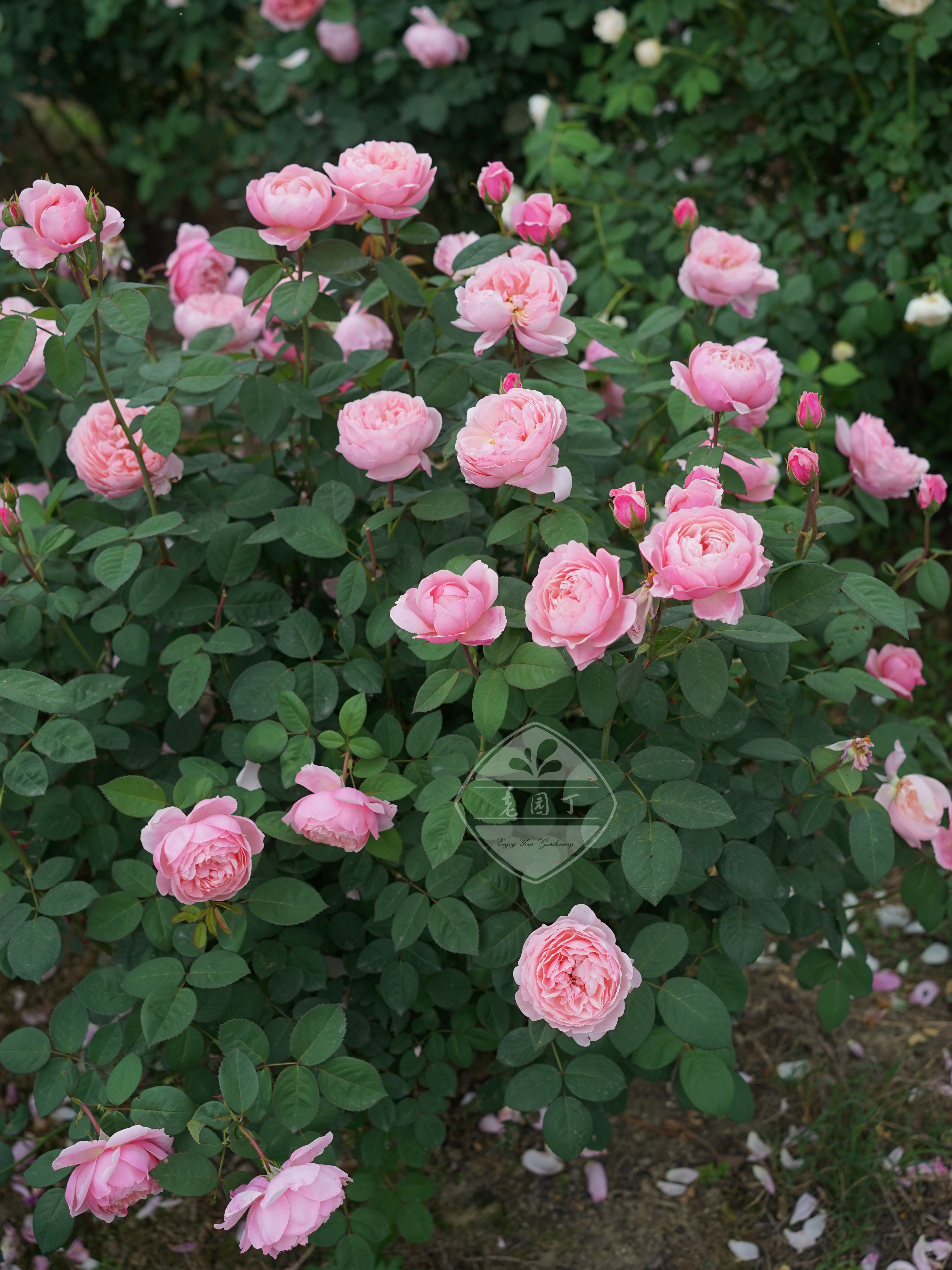 奥斯汀灌木月季②罗尔德达尔奥利维亚曼斯特伍德老园丁庭院盆栽,鲜花速递/花卉仿真/绿植园艺,月季/蔷薇/玫瑰,淘宝优惠券,粉丝福利购,淘宝优惠卷