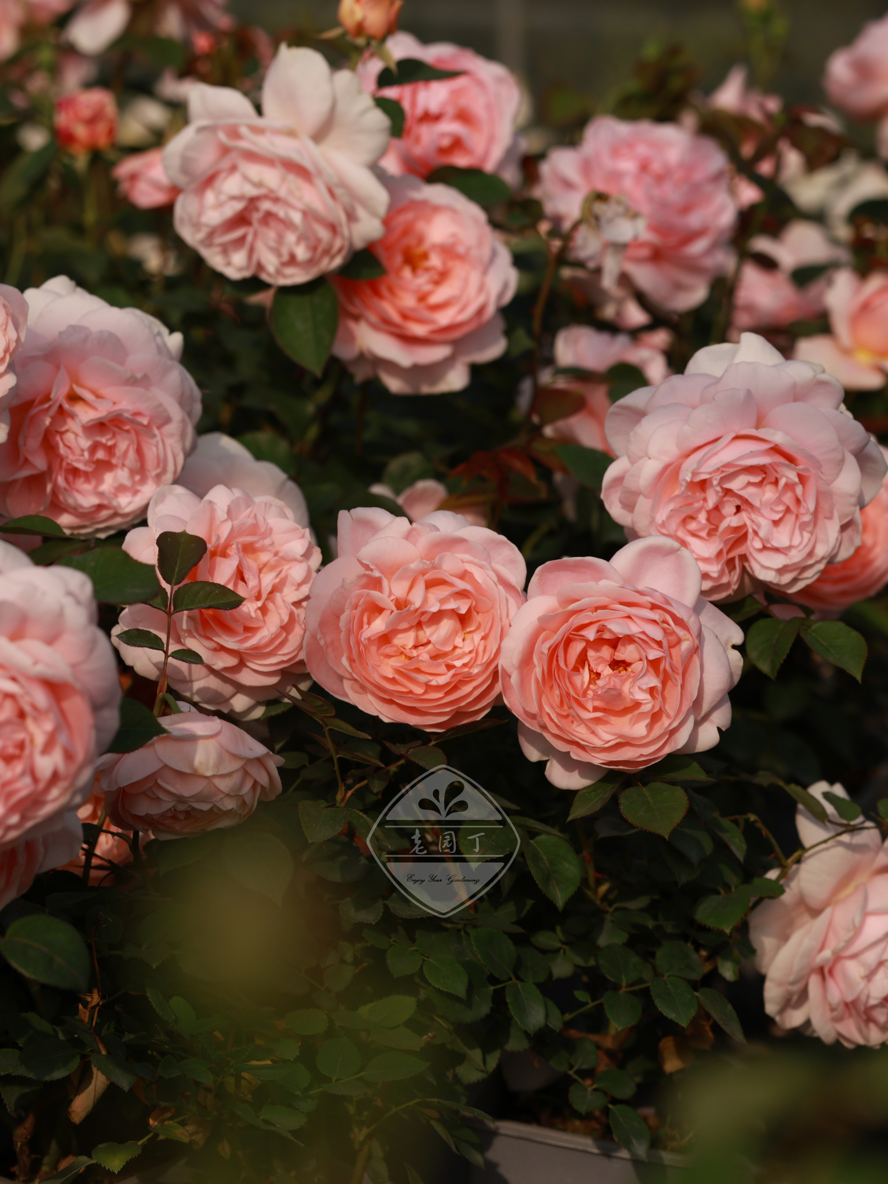 安布里奇 柔美仙气 直立强健强香包子 老园丁庭院盆栽月季花卉