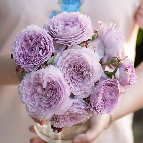 天狼自育蓝丝球花园月季老园丁