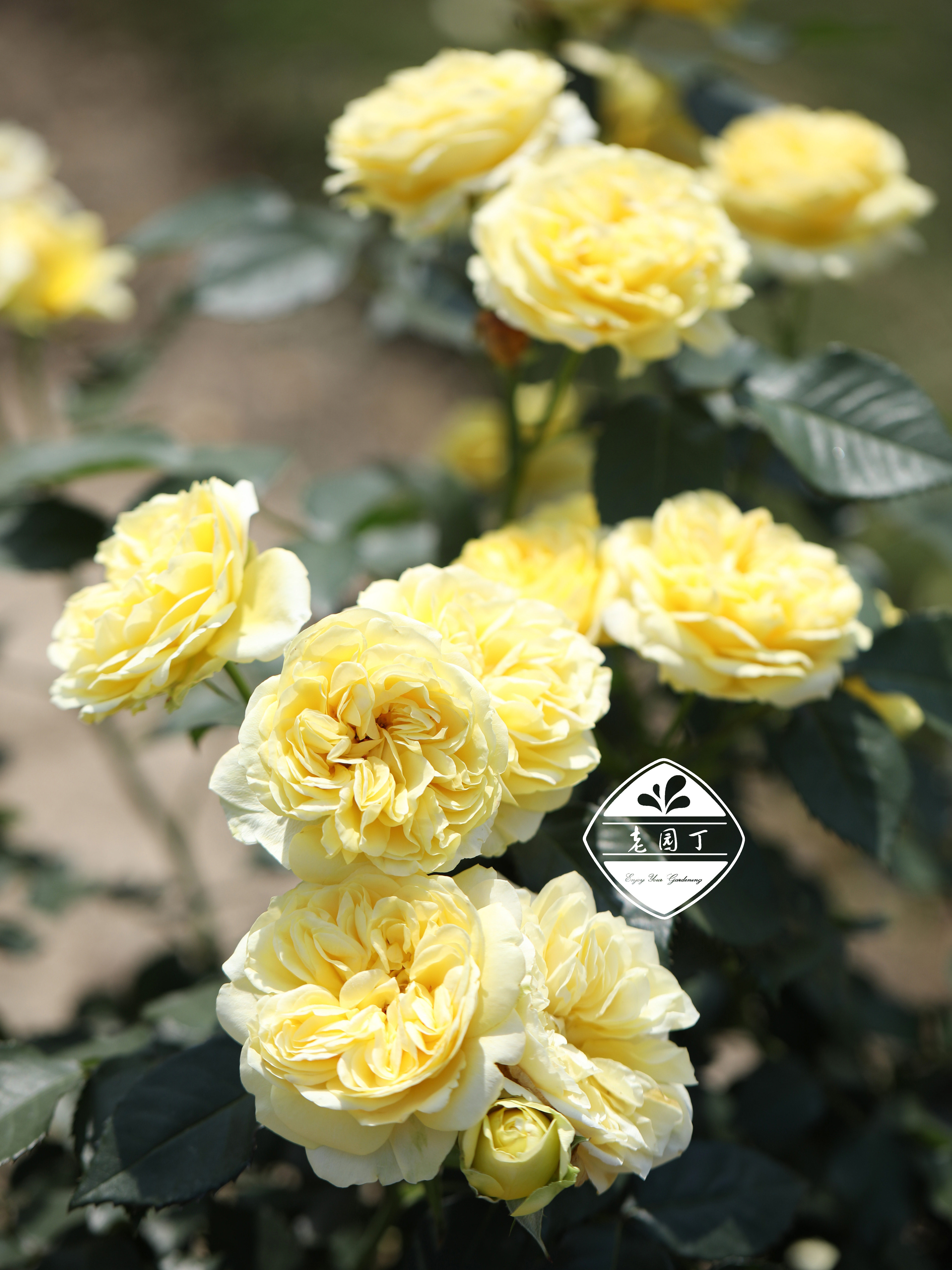 丰花p11盆 红天鹅绒地毯杰奎琳复古粉婚纱老园丁推荐阳台盆栽月季