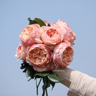 真宙灌木月季 橙粉色强香勤花耐热老园丁庭院盆栽花卉