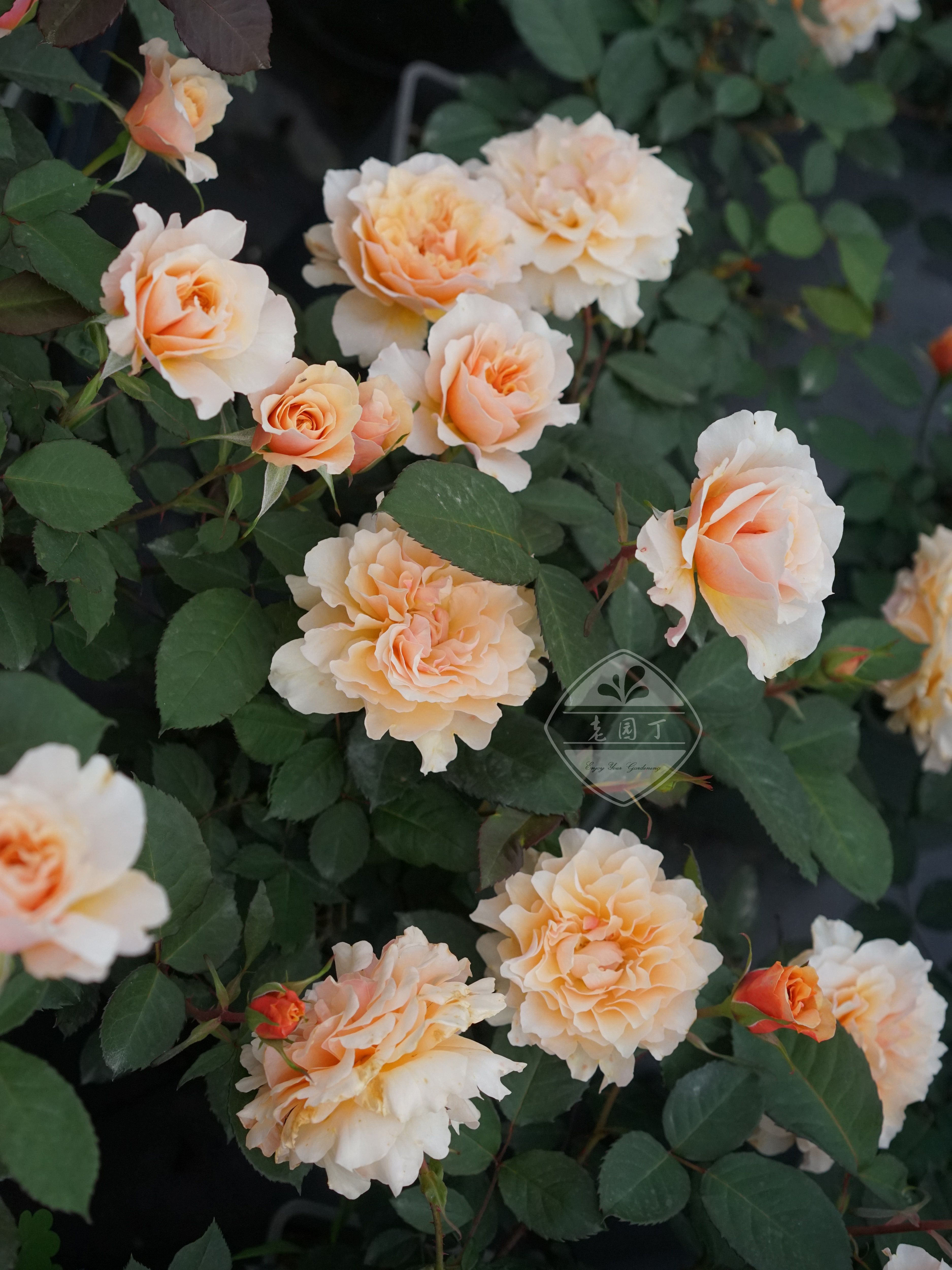 木村卓功授权 园丁老班 杏橙色大花 直立粗壮 老园丁庭院月季盆栽