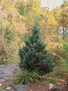 常绿针叶树蓝湖柏皮球柏火云刺柏皮球柏北美香柏老园丁庭院植物