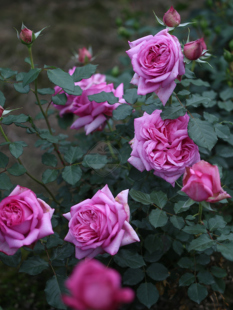 庞巴度乐天派玫瑰仲夏日之夜双人芭蕾中苗 花园 老园丁盆栽月季