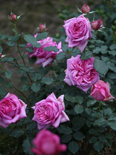 浓香阳台灌木花园月季盆栽老园丁
