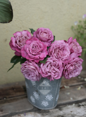 紫魂香水羊脂香水 紫色灌木P11扦插小苗 老园丁庭院盆栽月季