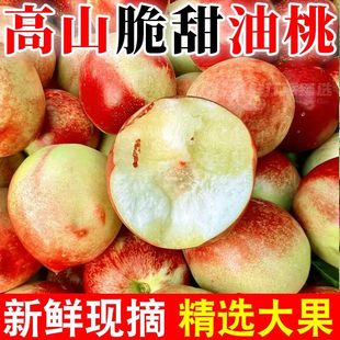 【新鲜采摘】白心油桃子高山脆甜白肉大油桃应季水果2.8斤4.6斤
