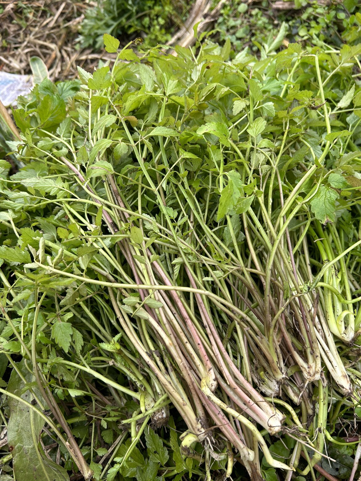 水芹菜水芹菜野芹菜重庆新鲜水芹菜