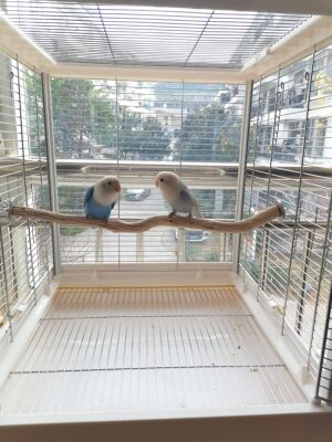 达洋笼子站杆B6045 6047笼内站杆铁梨木站杆两头固定原木双头站杆