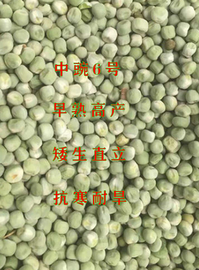 中豌六号九号无蔓甜豌豆种子长寿仁矮杆不用搭架农家四季蔬菜种孓