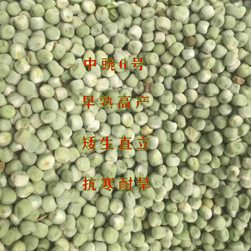 中豌六号豌豆种子矮杆不搭架高产