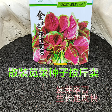 苋菜种子园叶野生农家四季野菜大田阳台汉菜种籽蔬菜种孑
