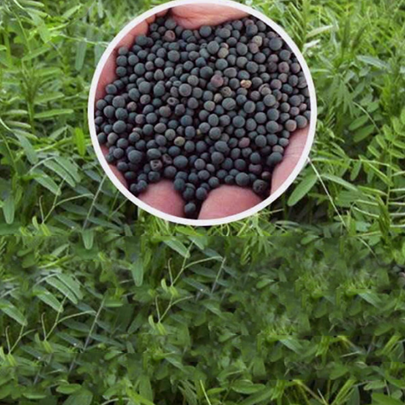 光叶紫花苕子孓果园绿肥种籽毛苕子长柔毛野豌豆牧草种子耐寒蜜源