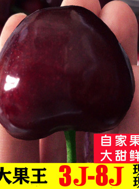 大连樱桃8j美早大樱桃7j车厘子6j新鲜水果整箱超大果礼盒现摘顺丰