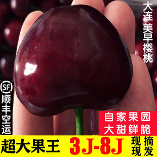 大连樱桃8j美早大樱桃7j车厘子6j新鲜水果整箱超大果礼盒现摘顺丰