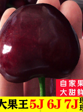 俄8大连樱桃9j美早大樱桃8j车厘子7j新鲜水果俄罗斯八号果王礼盒