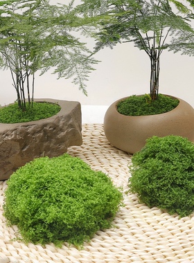 仿真青苔丝状苔藓小红书拍照写真装饰草皮微景观手工造景花盆铺面