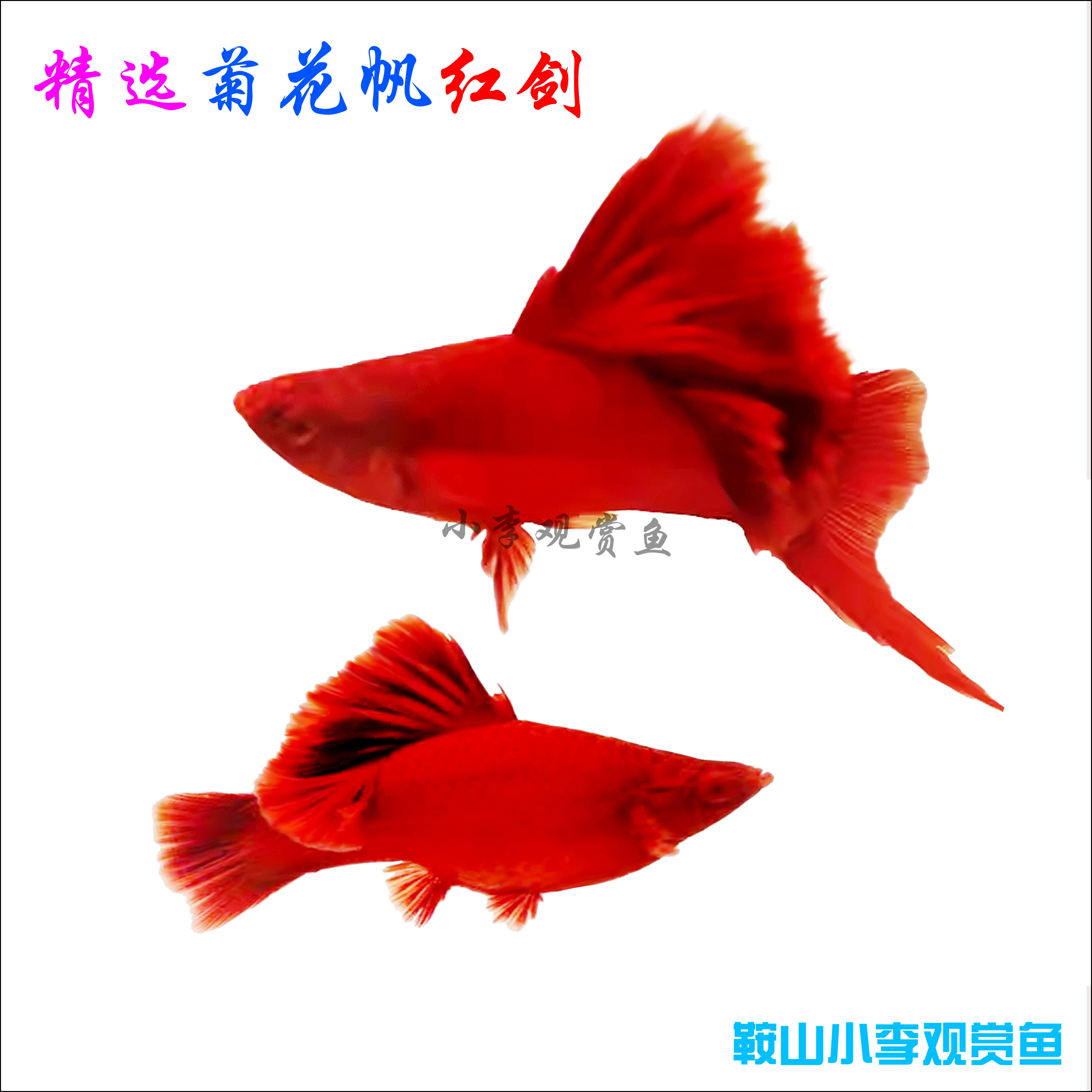 红剑鱼观赏鱼高鳍红剑鱼淡水鱼